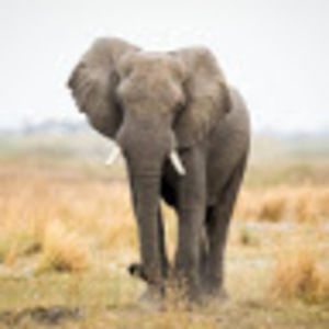 Meet your Posher, Rena